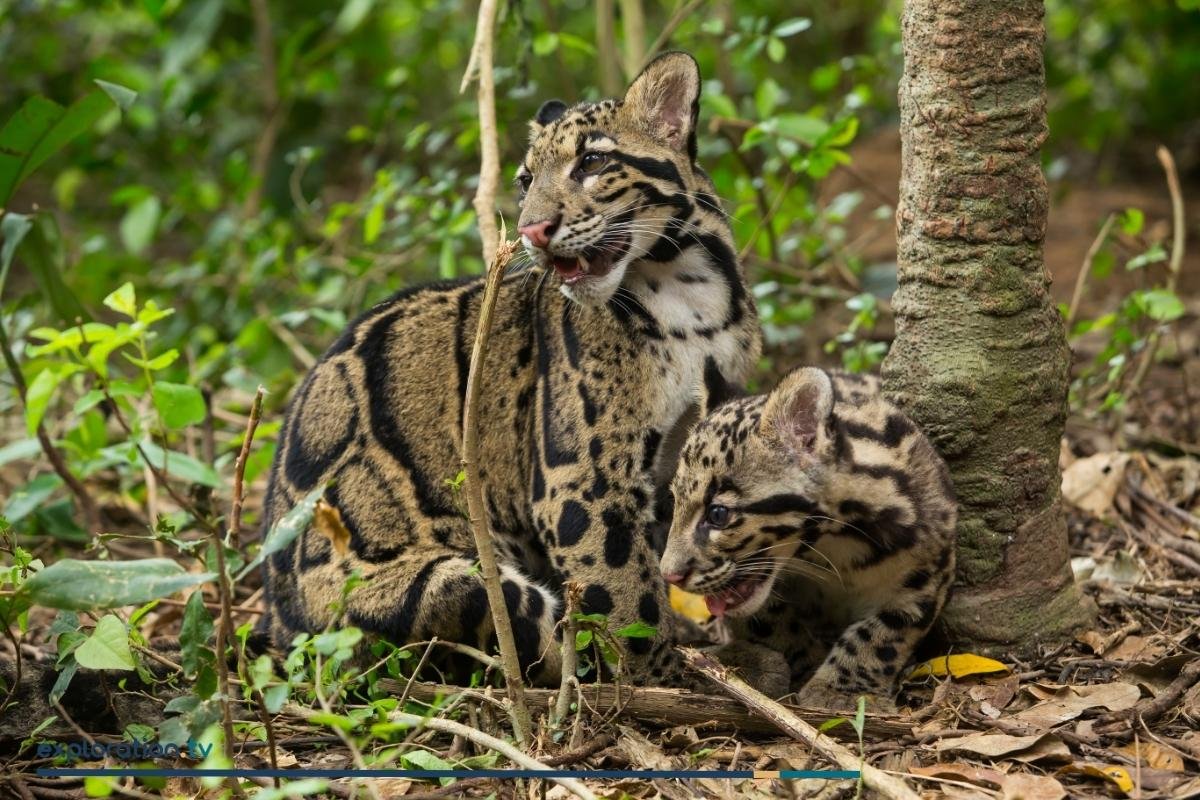 Mainland Clouded Leopard