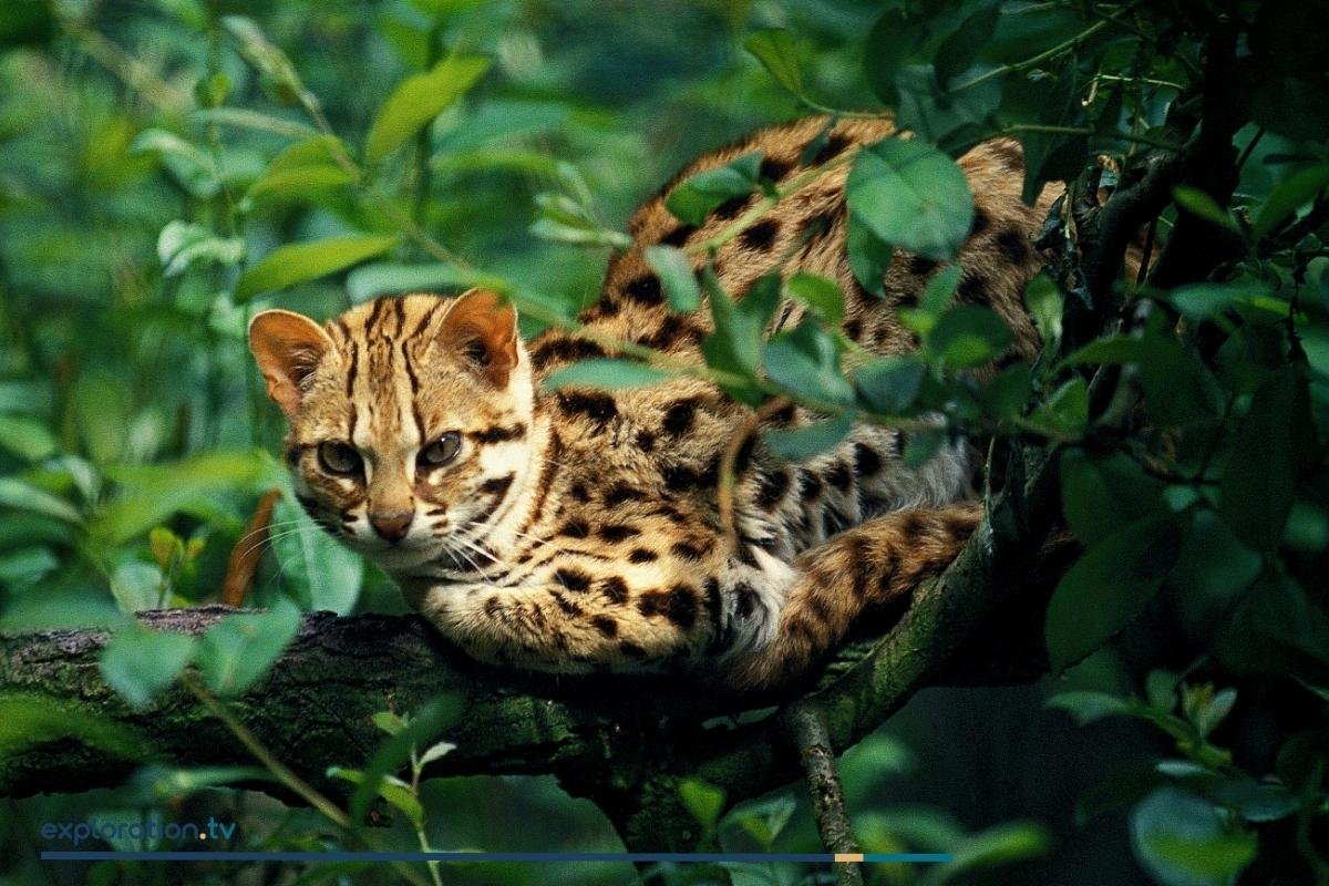 Mainland Leopard Cat