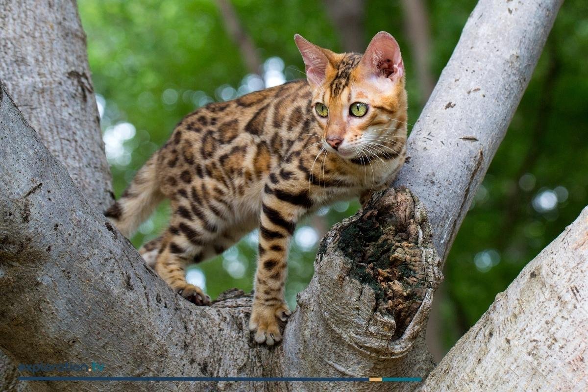 Marbled Cat