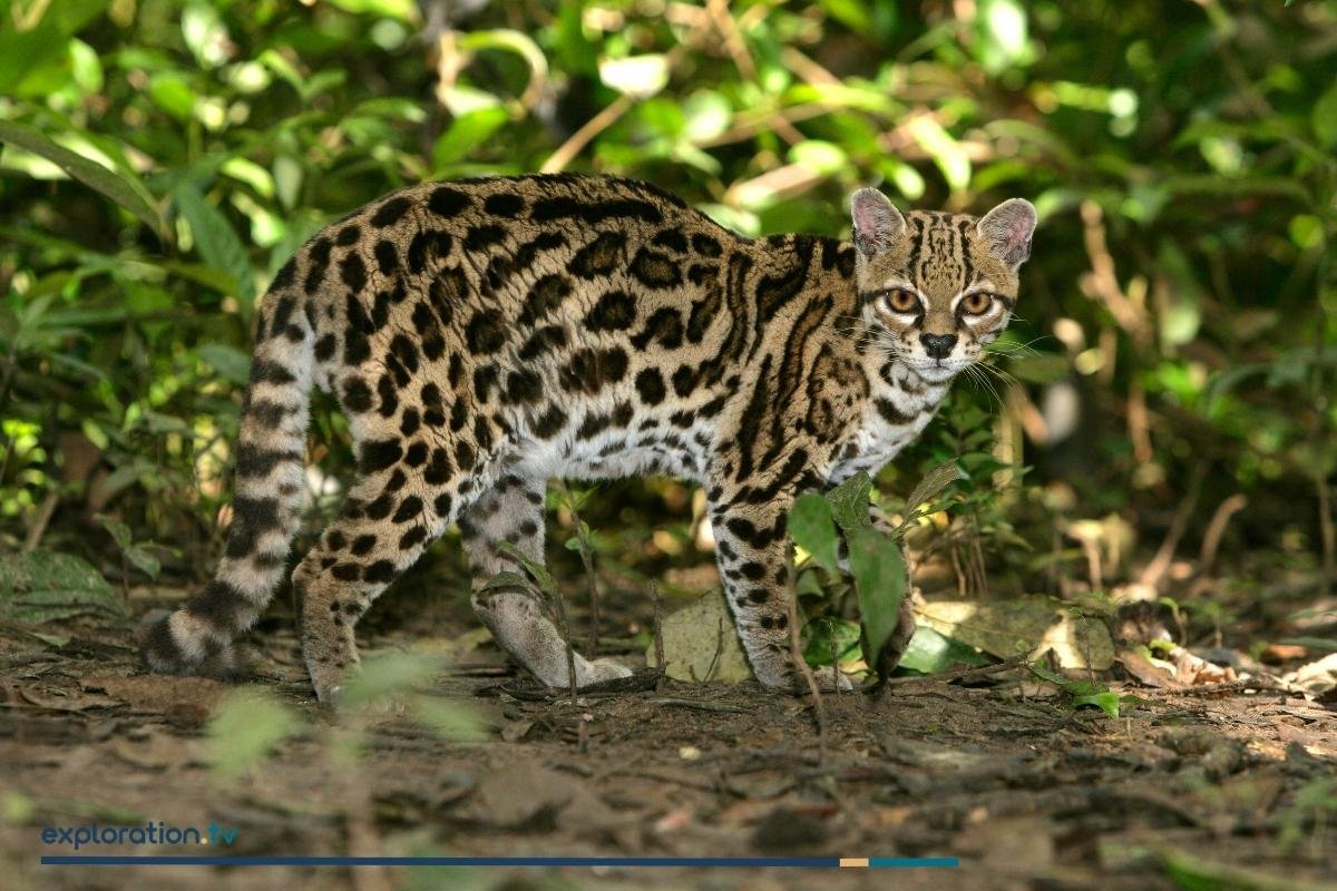 Margay