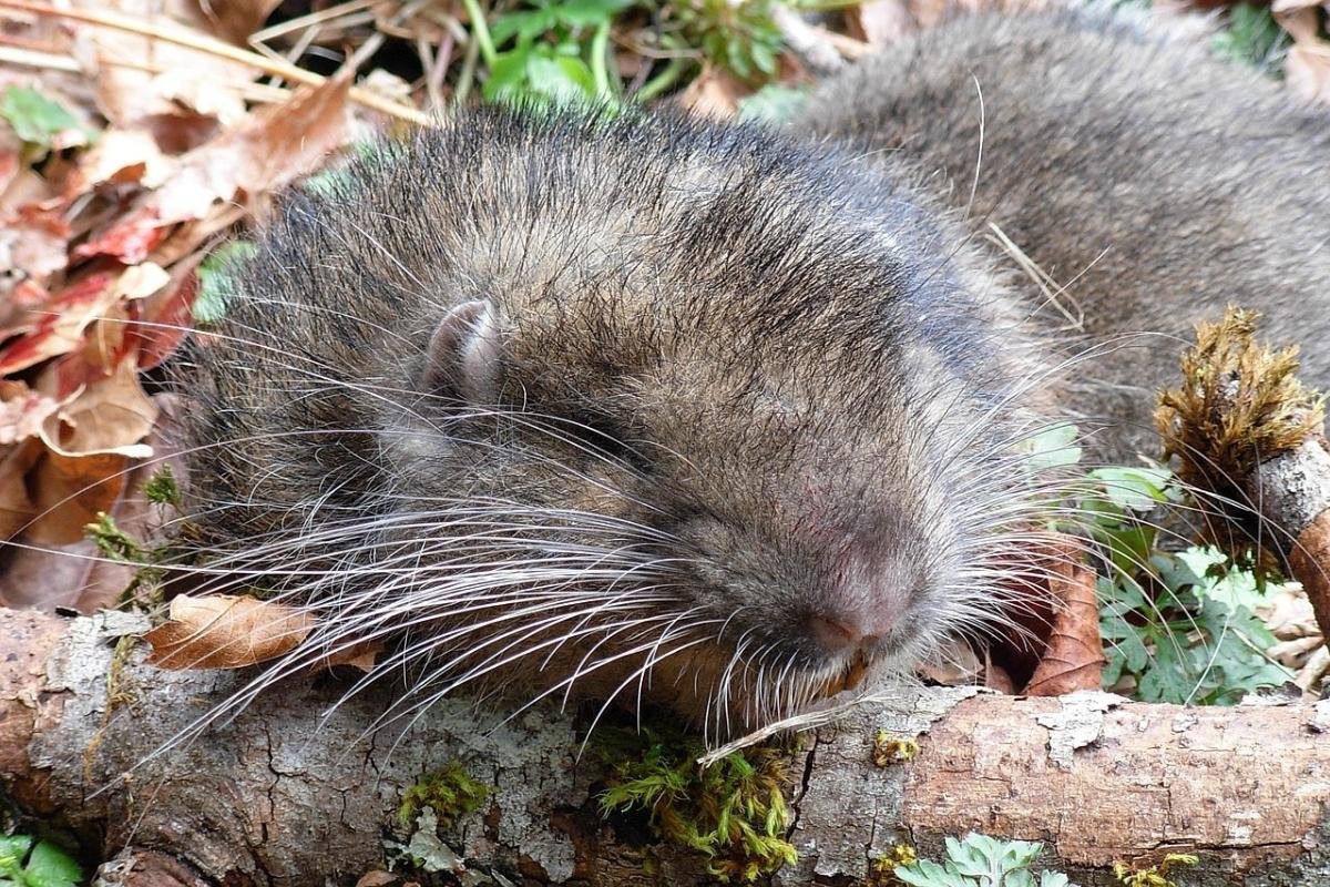 Mountain Beaver