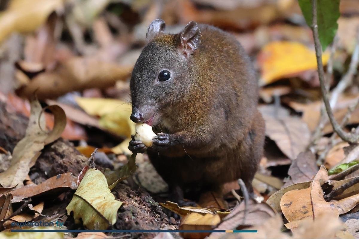 Musky Rat Kangaroo