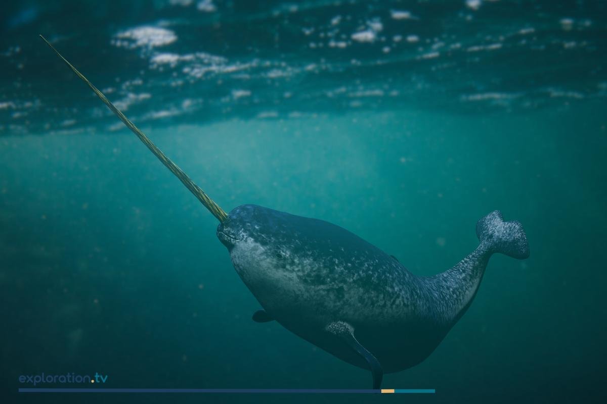 Narwhal