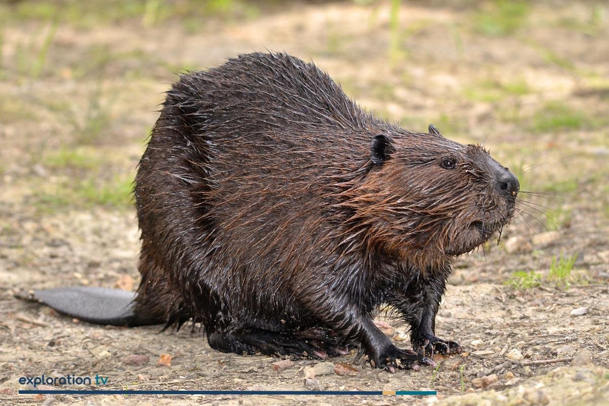 North American Beaver