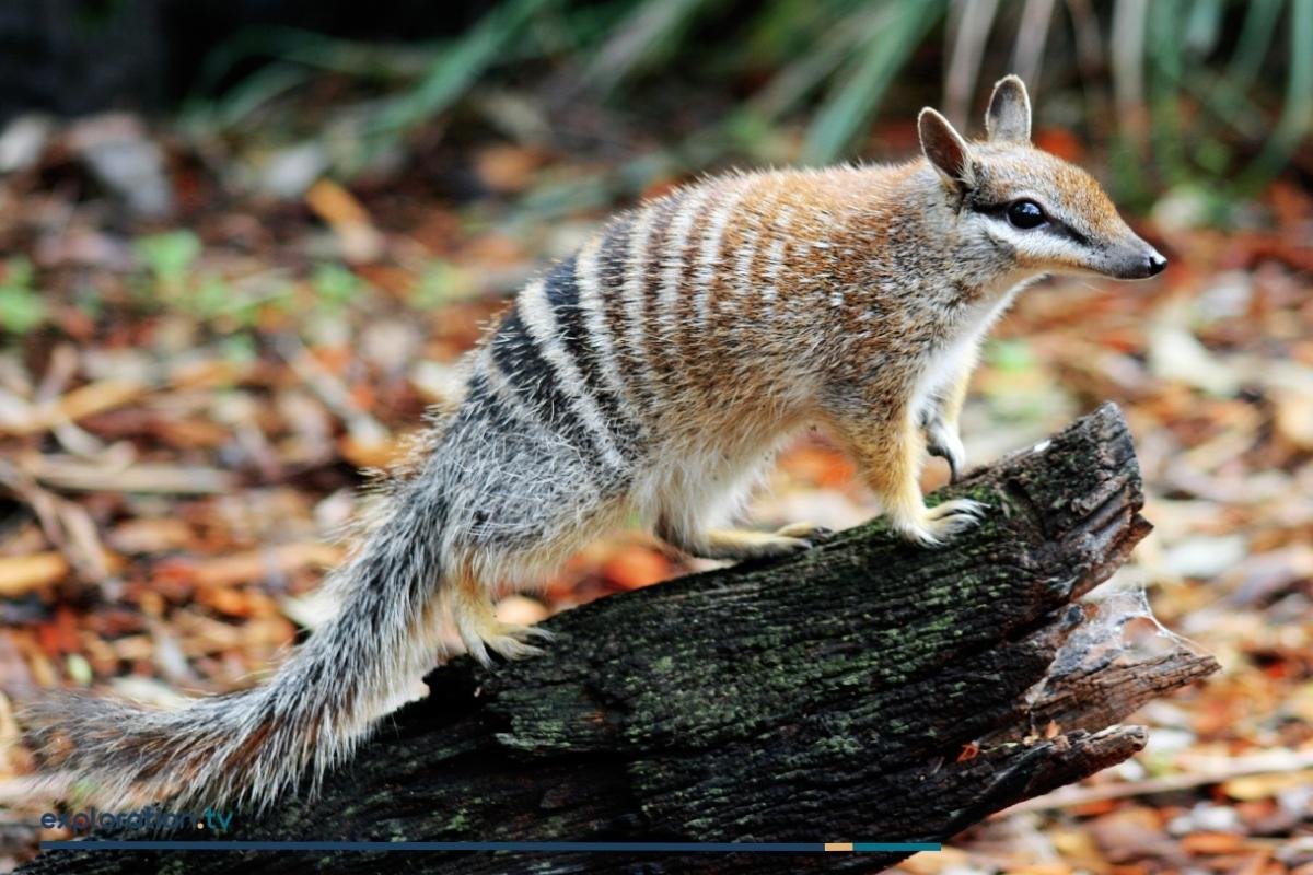 Numbat