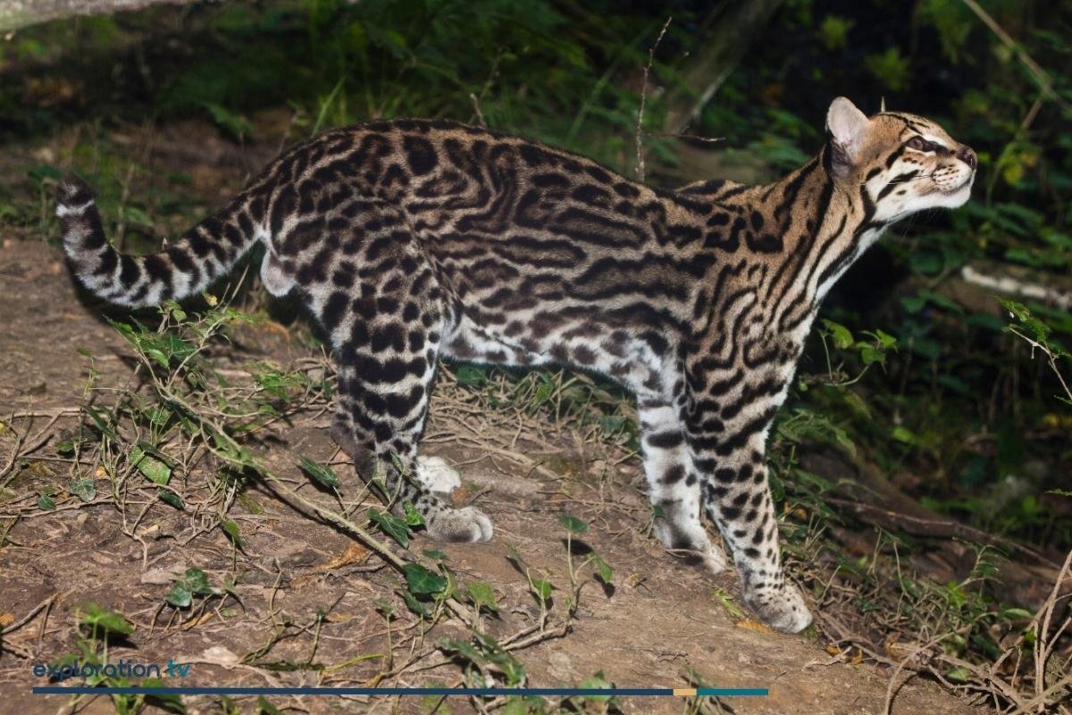 Ocelot