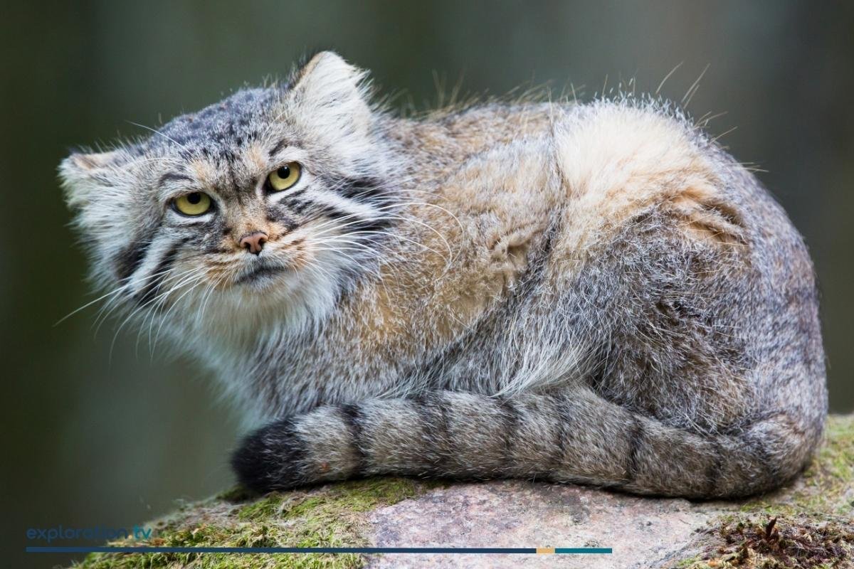 Pallas’s Cat