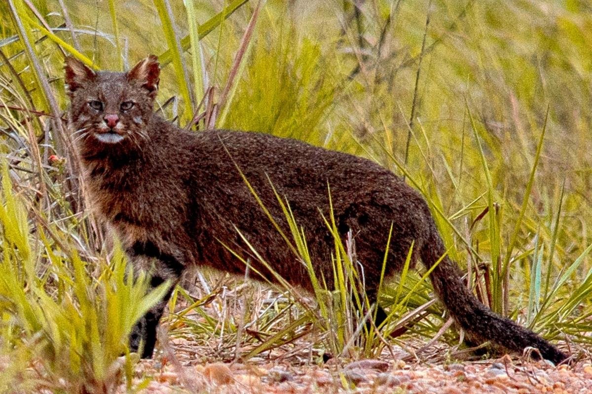 Pantanal Cat