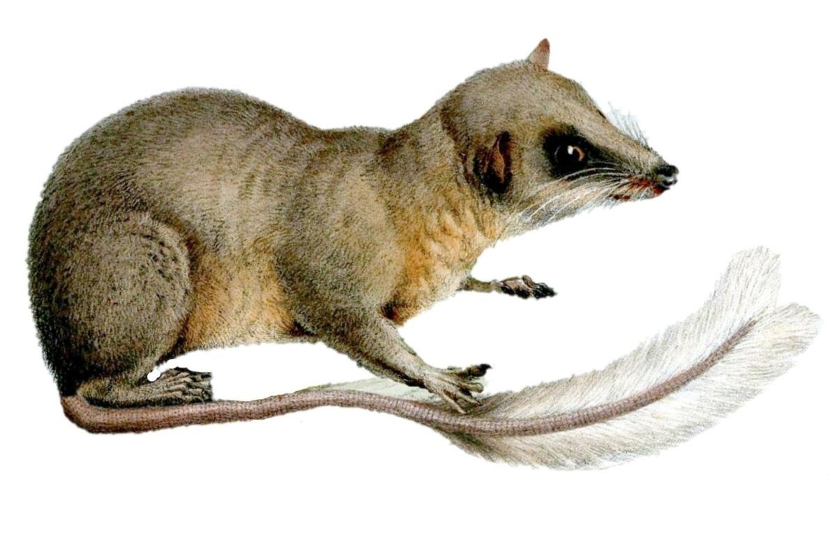 Pen-tailed Treeshrew