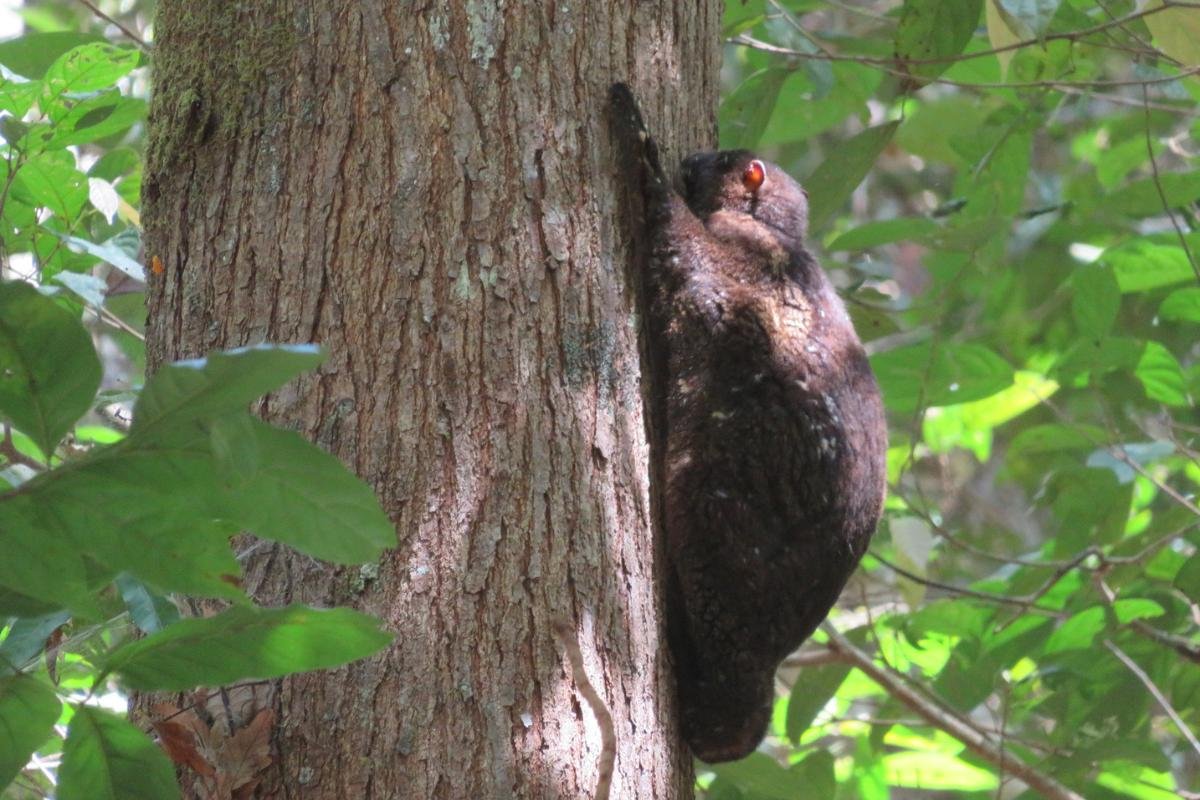 Philippine Colugo