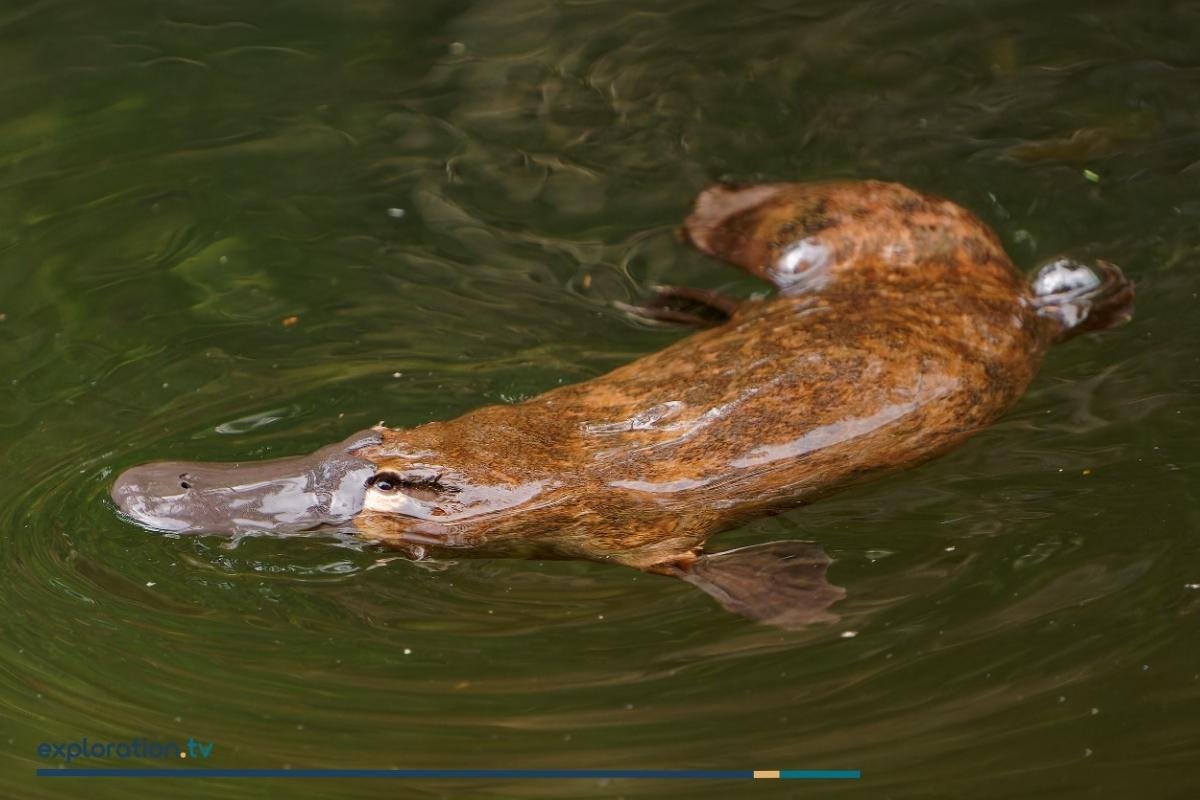 Platypus