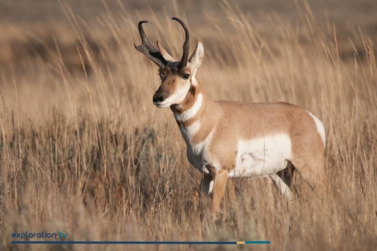 Pronghorn