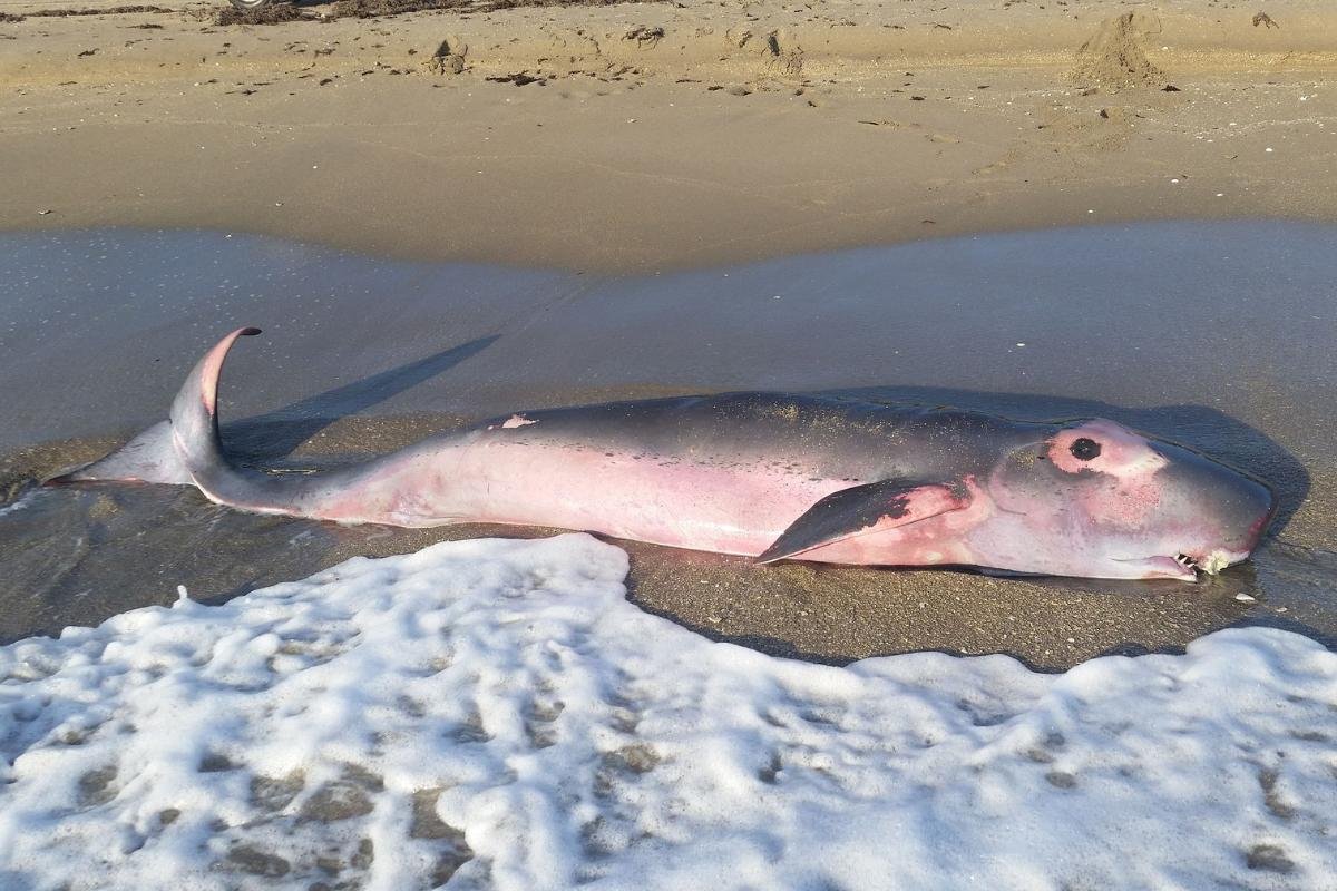 Pygmy Sperm Whale