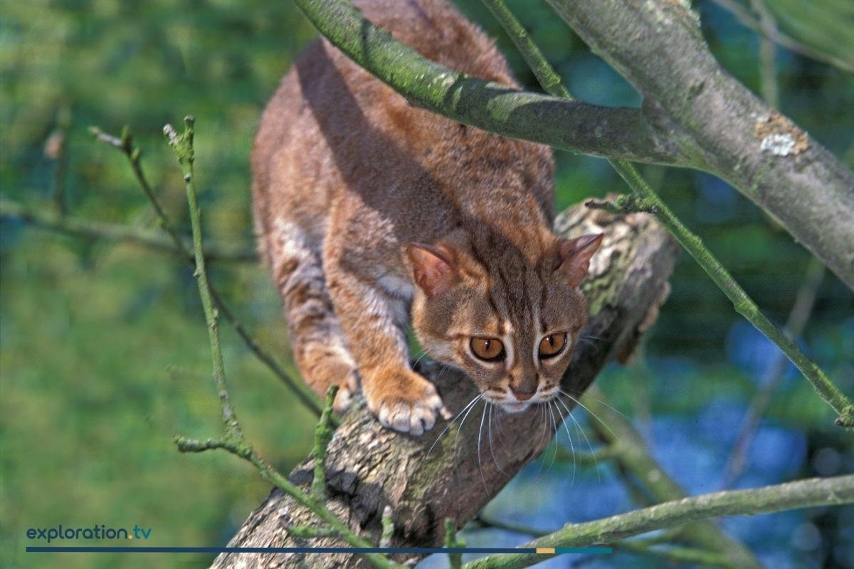 Rusty-spotted Cat