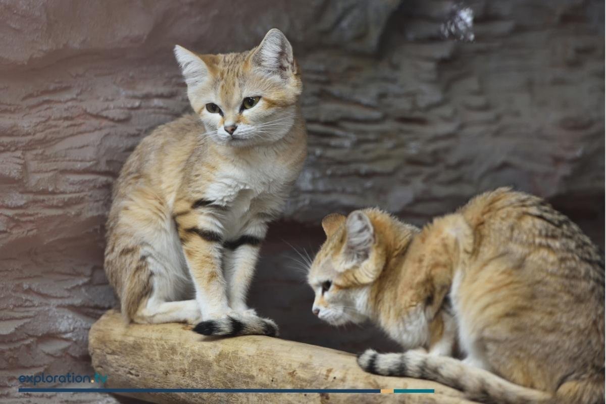 Sand Cat