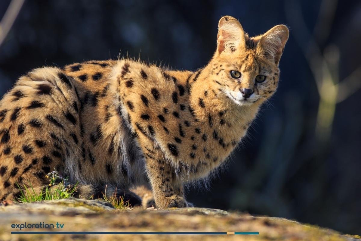 Serval