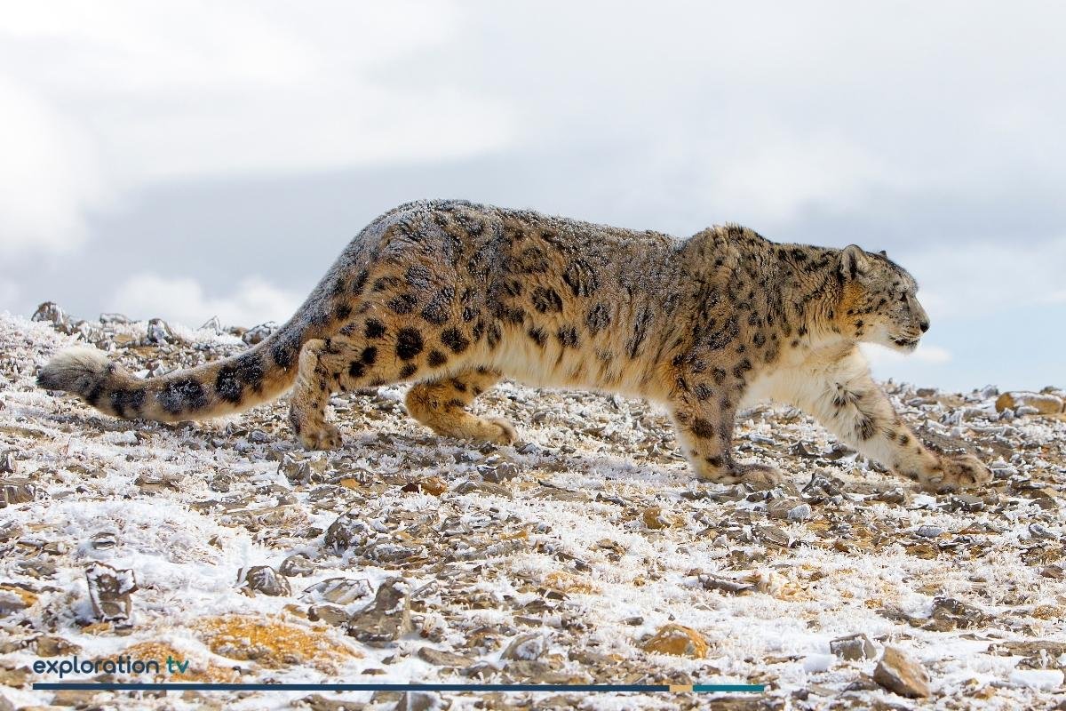 Snow Leopard