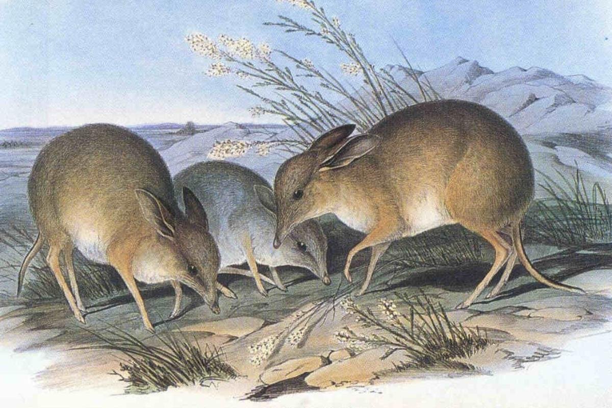 Southern Pig-footed Bandicoot