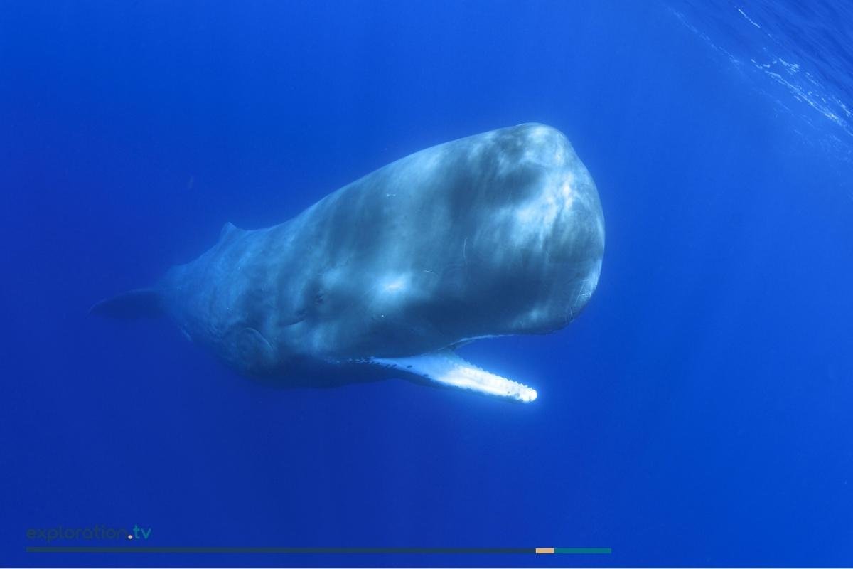 Sperm Whale