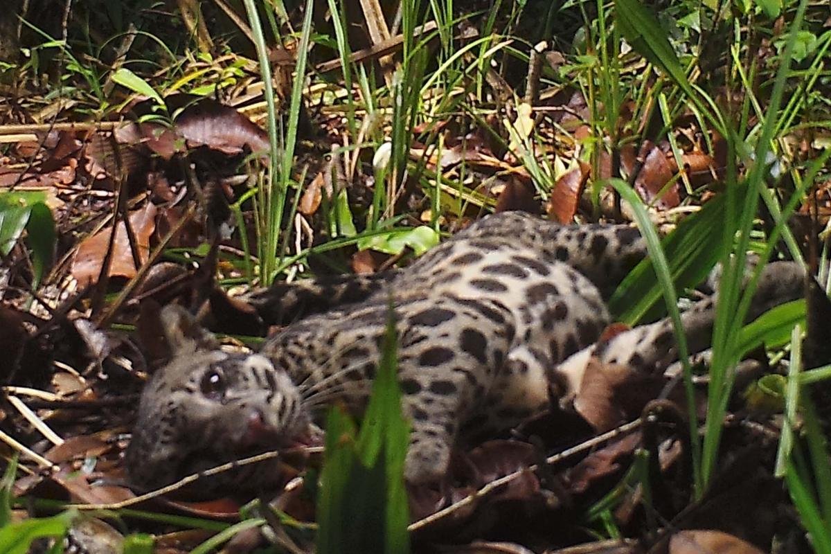 Sunda Clouded Leopard