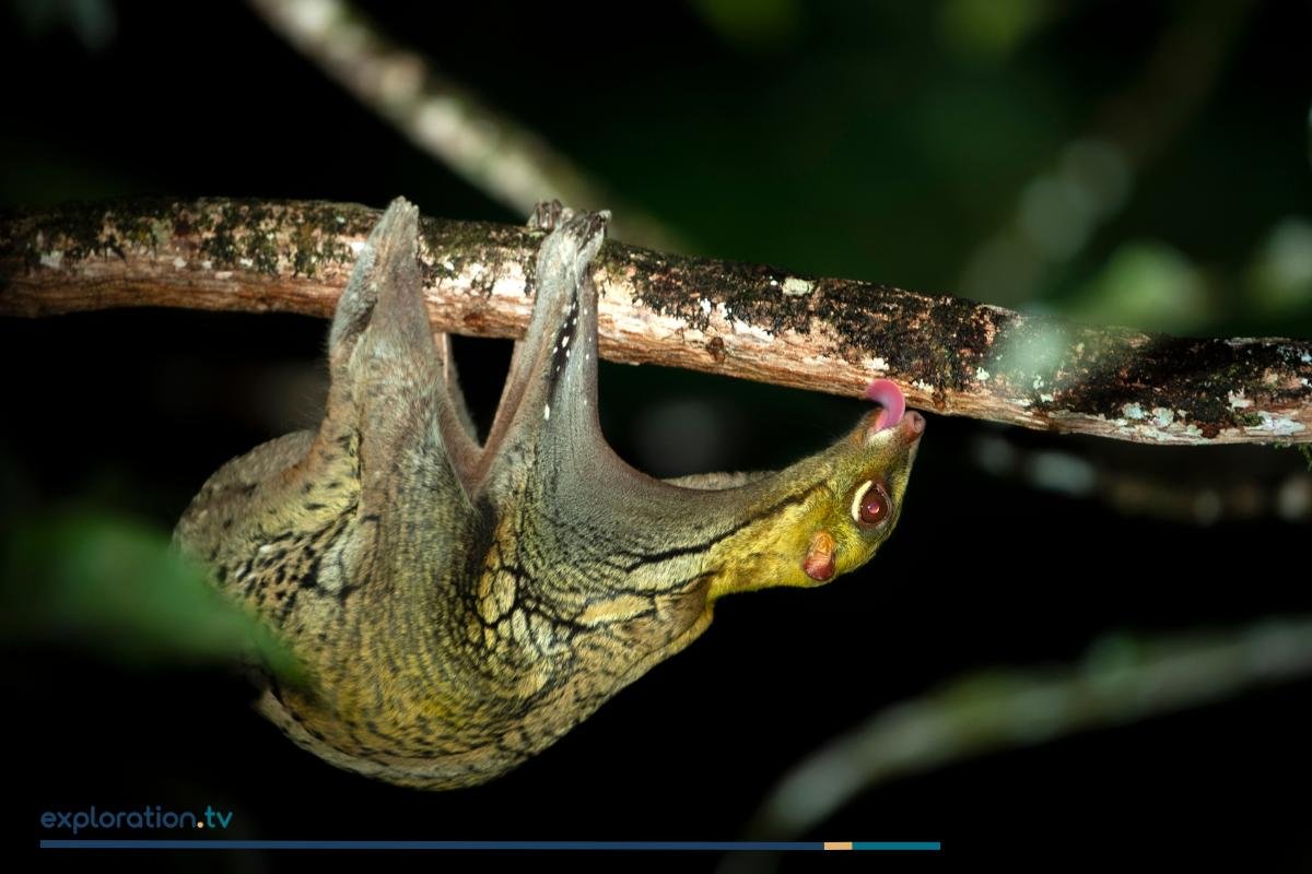 Sunda Colugo