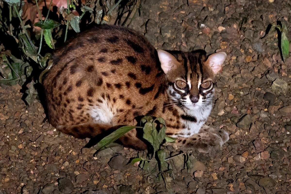 Sunda Leopard Cat