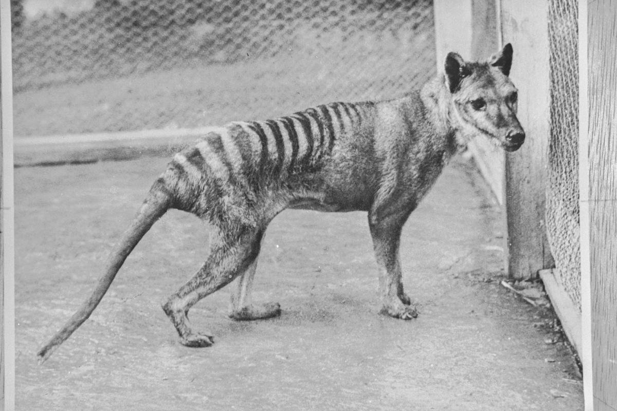 Thylacine