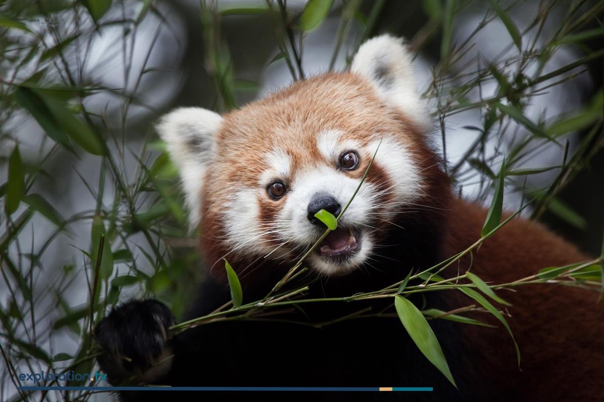 Western Red Panda