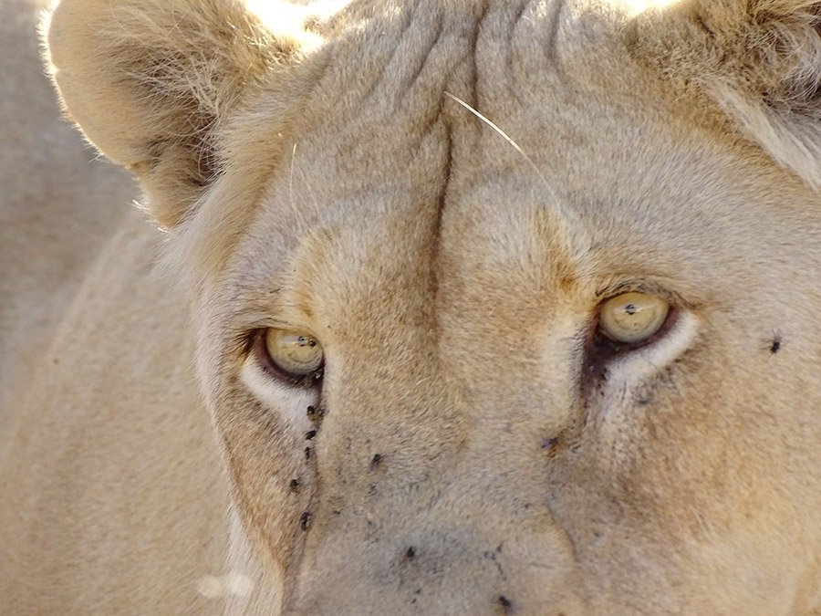 White lion eyes