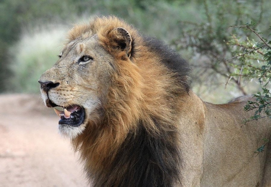 Lion head male
