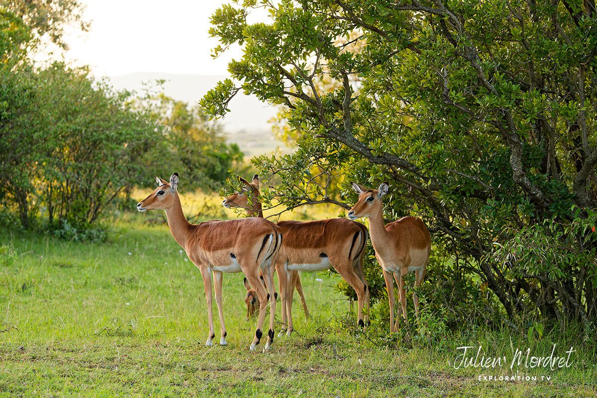 Impalas