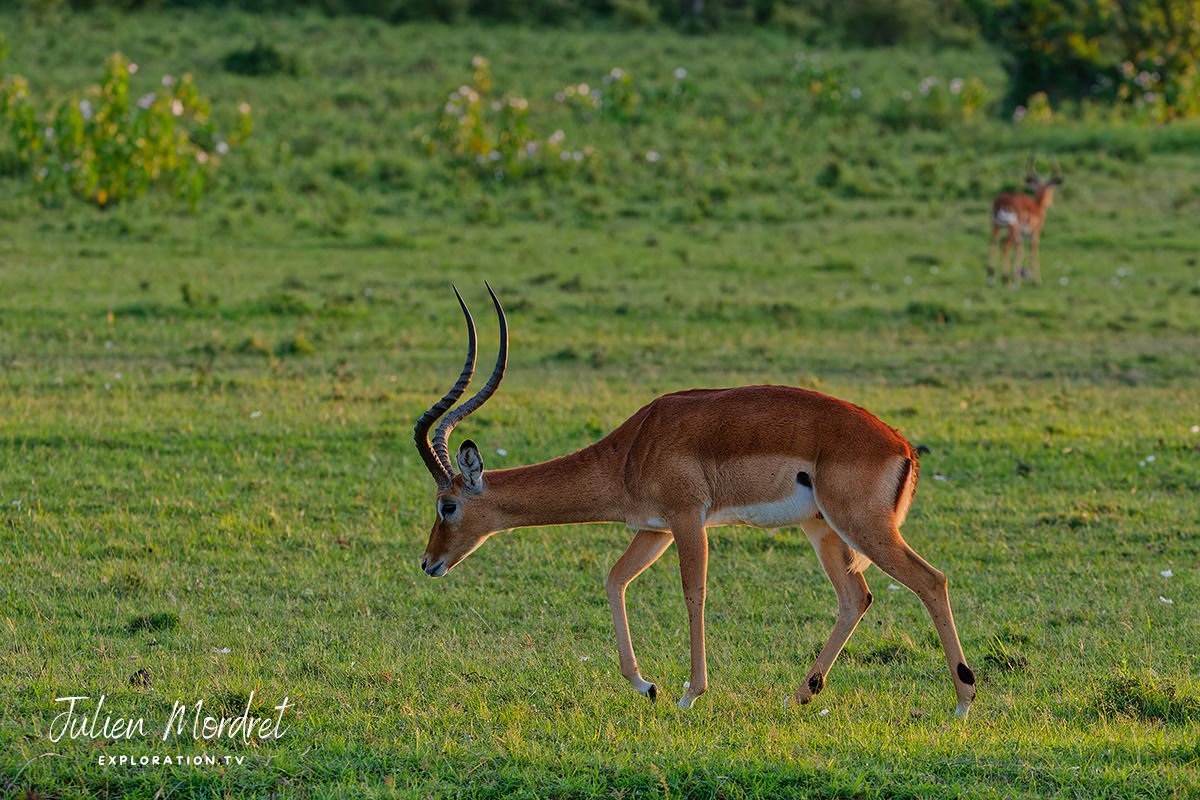 Impala