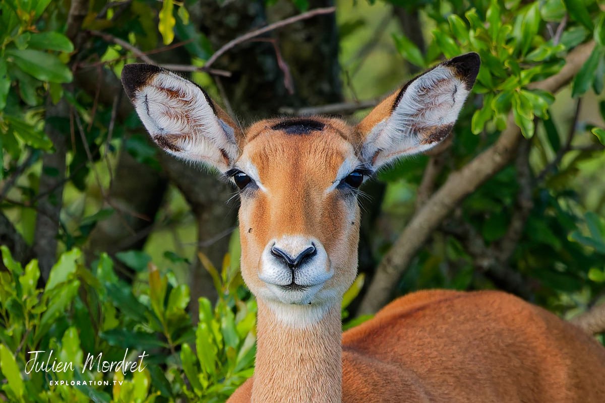 Impala