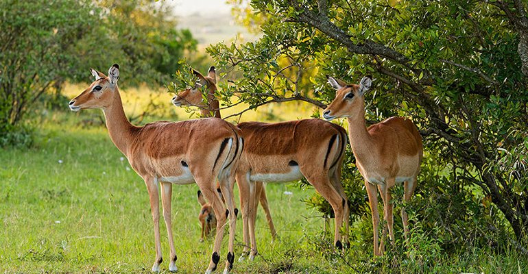 Impalas