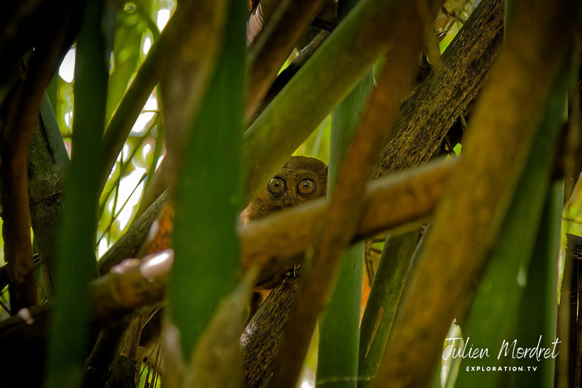 Tarsier