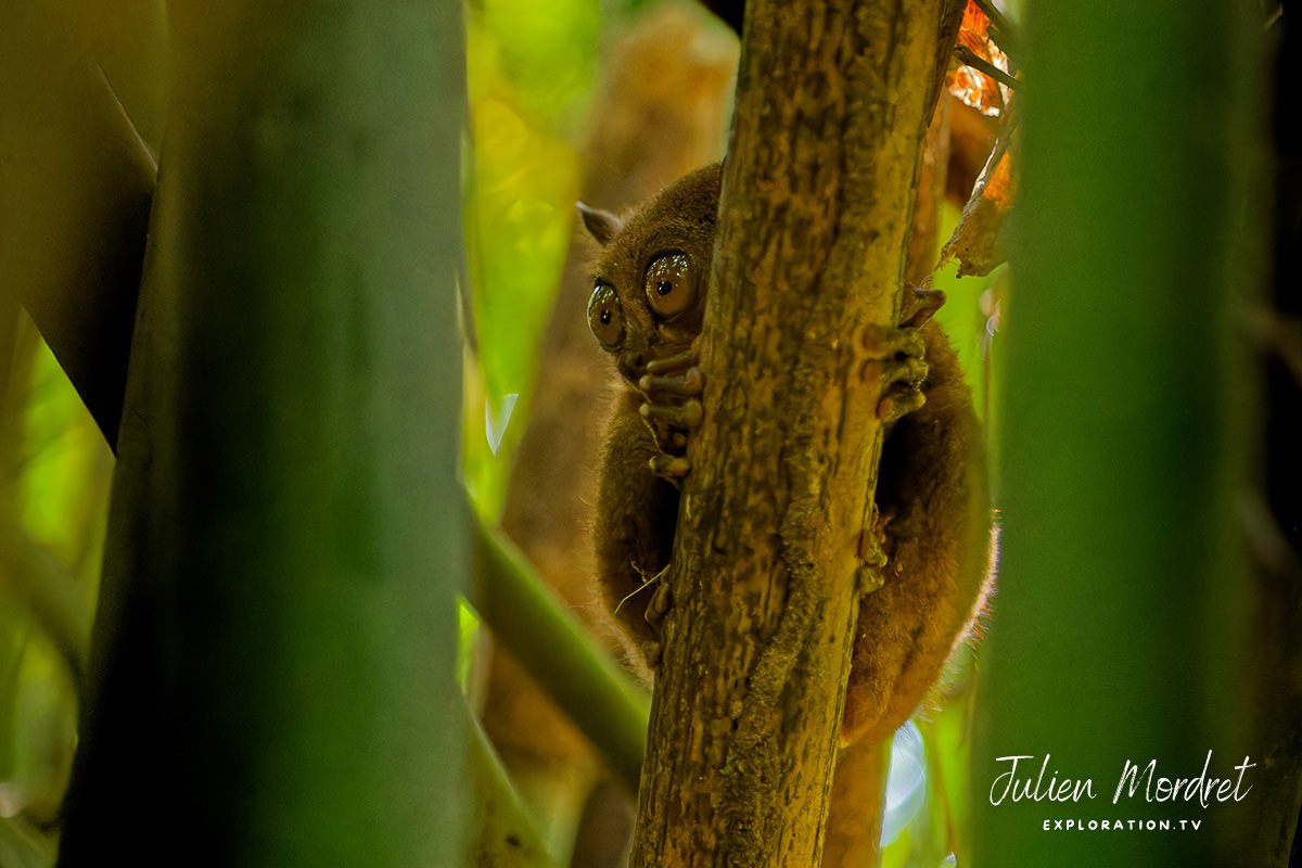 Tarsier