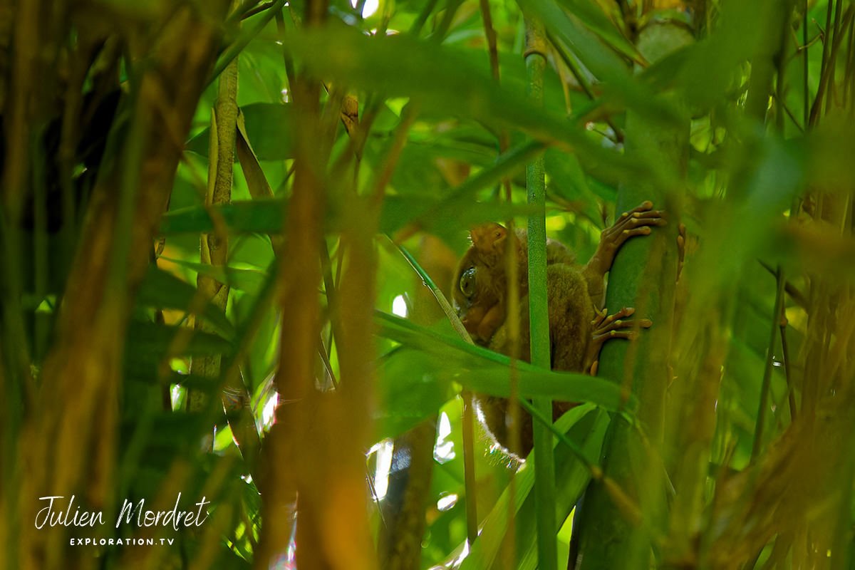 Tarsier