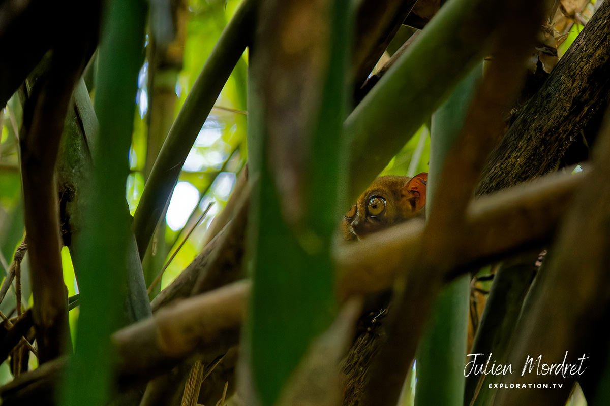 Tarsier