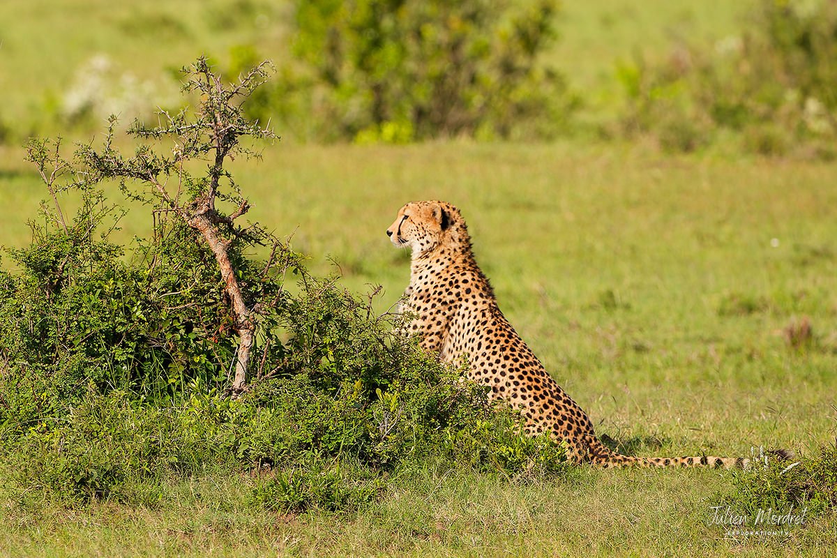 Cheetah