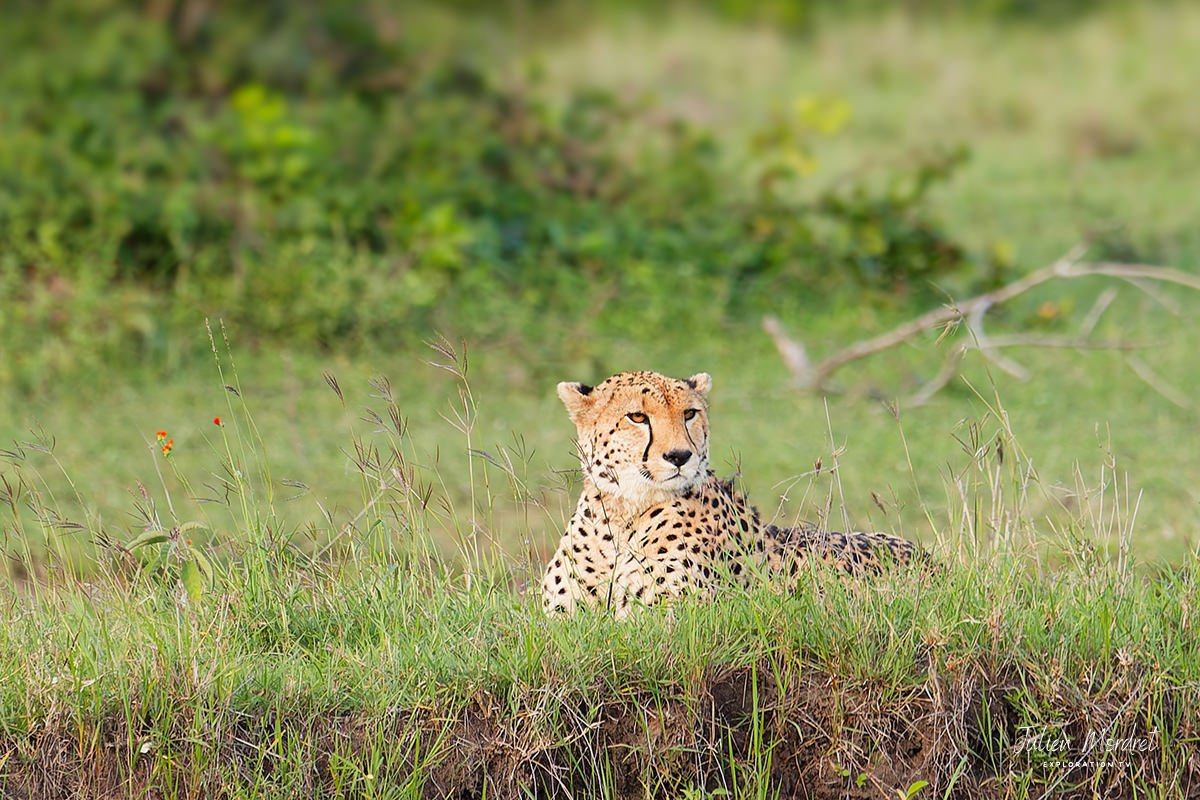 Cheetah