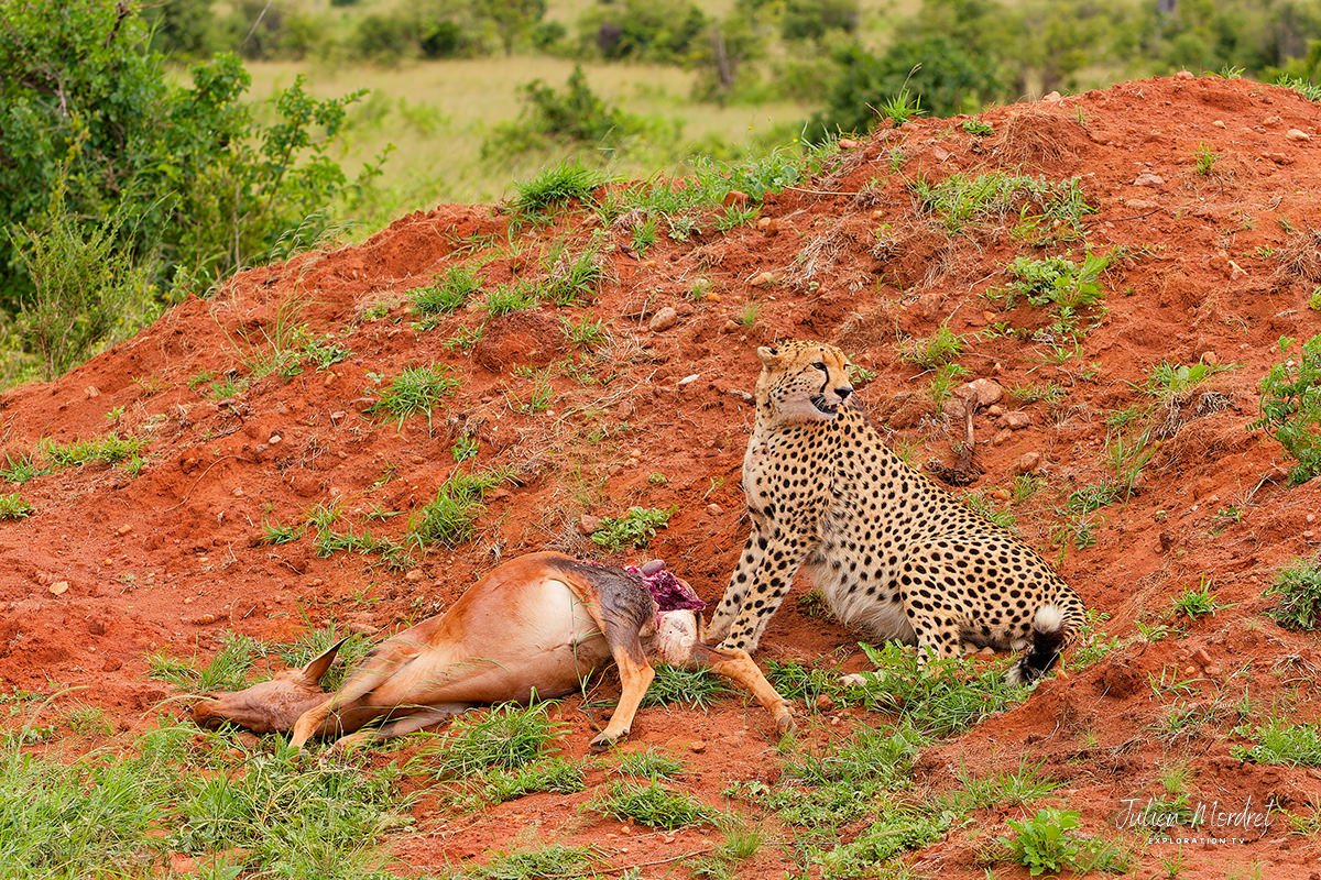 Cheetah