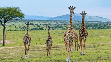 Girafe masai