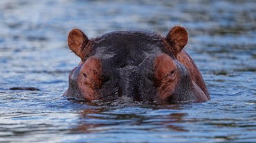 Hippopotame