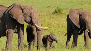Eléphant d'Afrique
