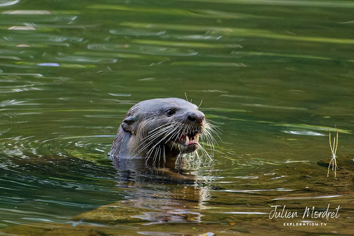 Otter