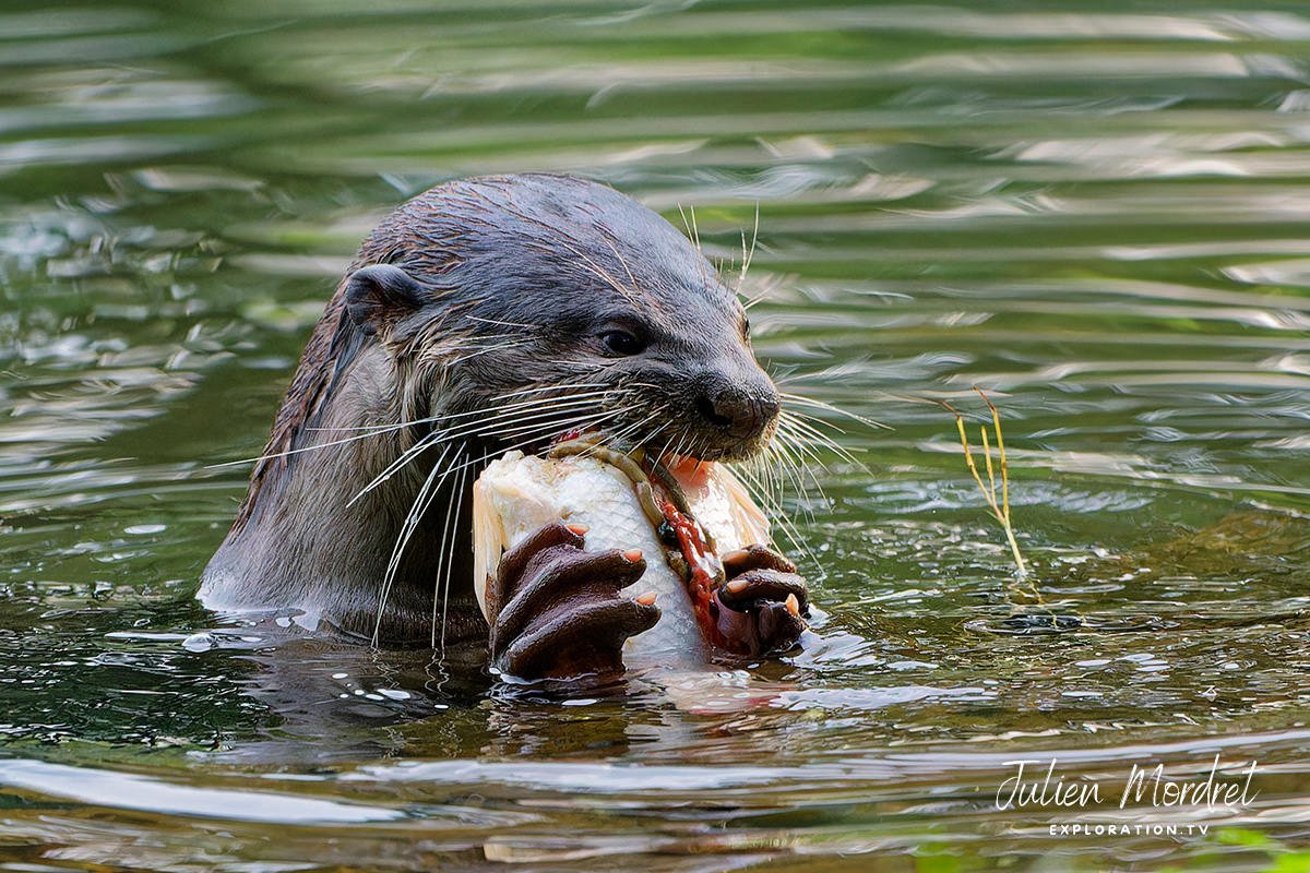 otter
