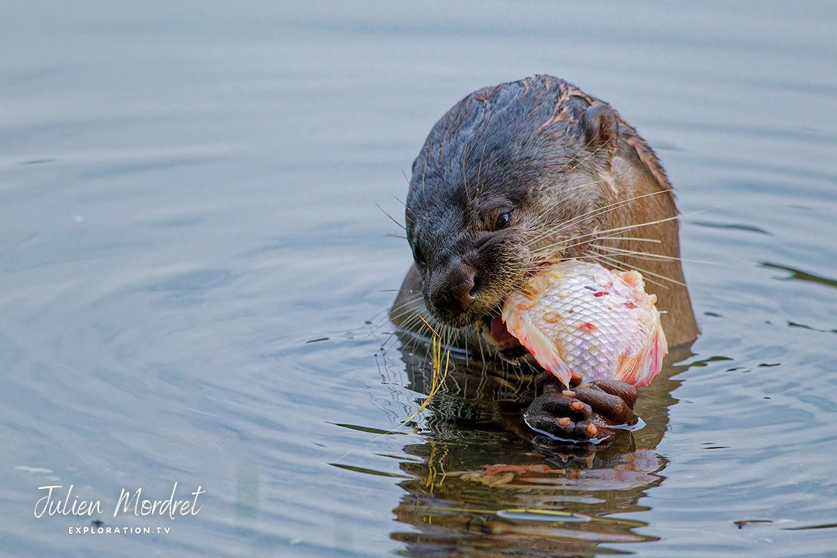 otter