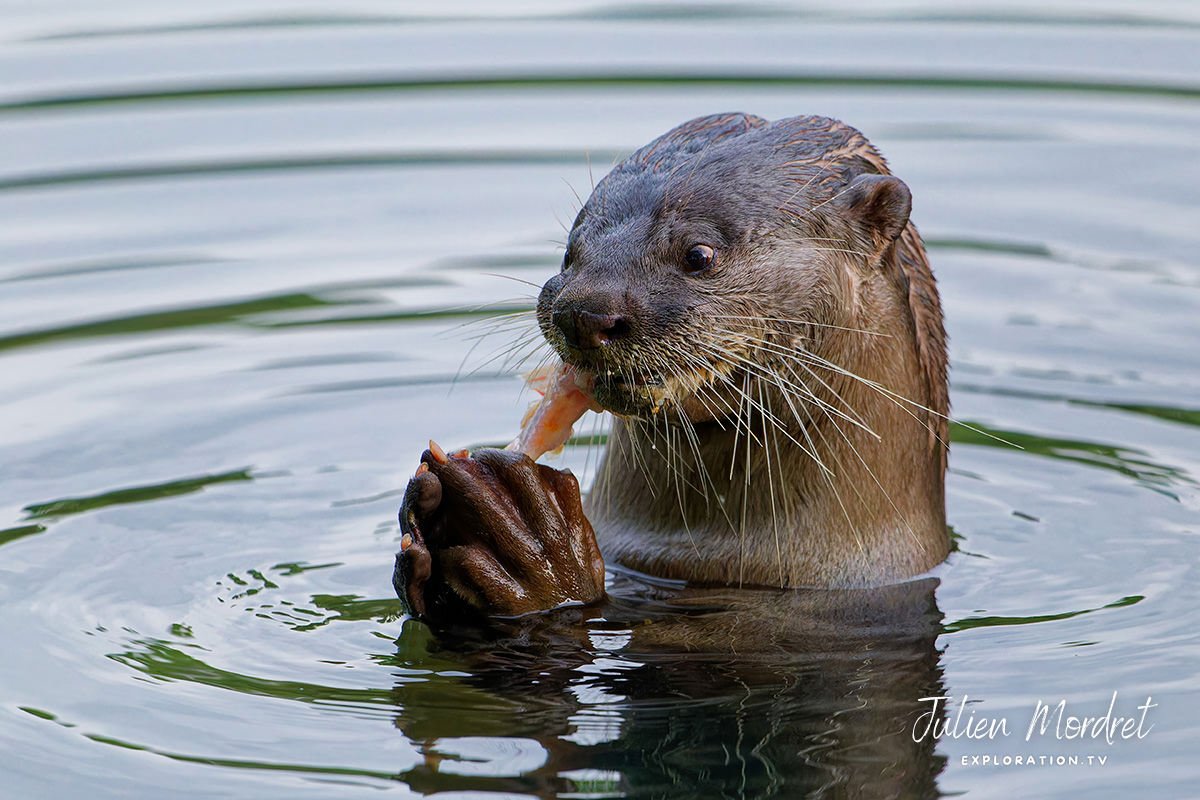 otter