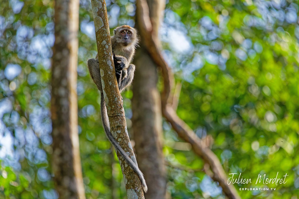 Macaque