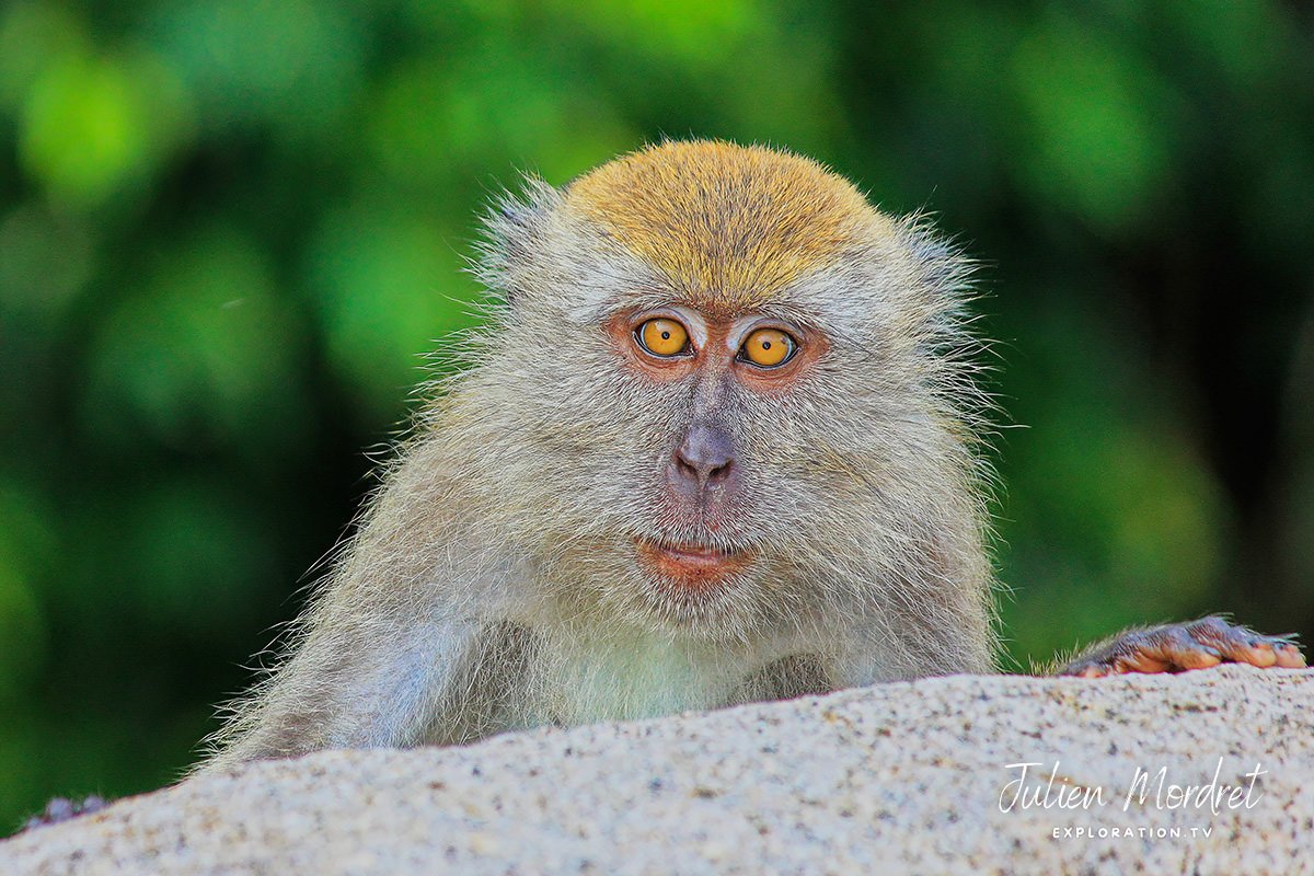 Macaque